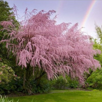 Тамариск Пагони до1м.